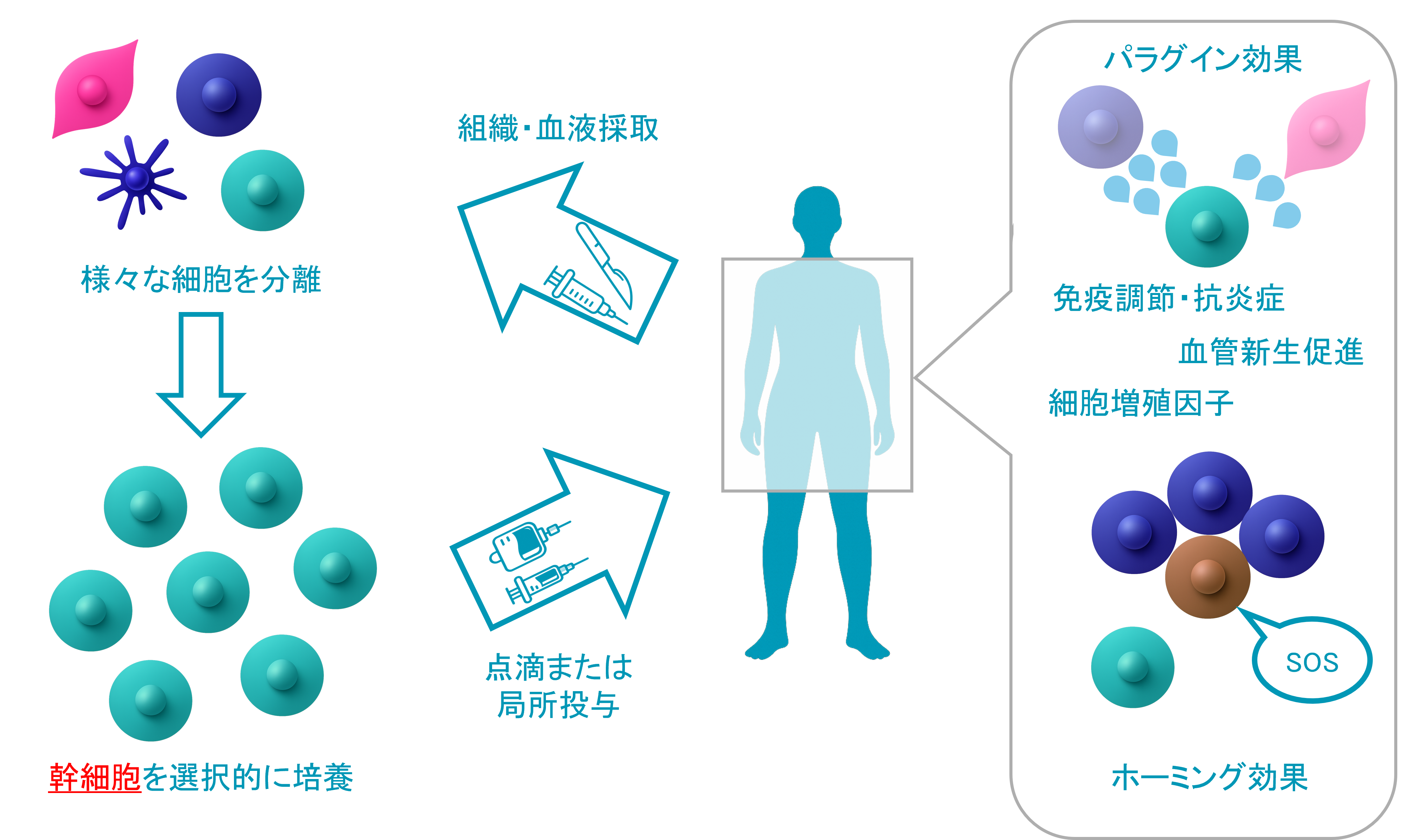 幹細胞療法 イラスト